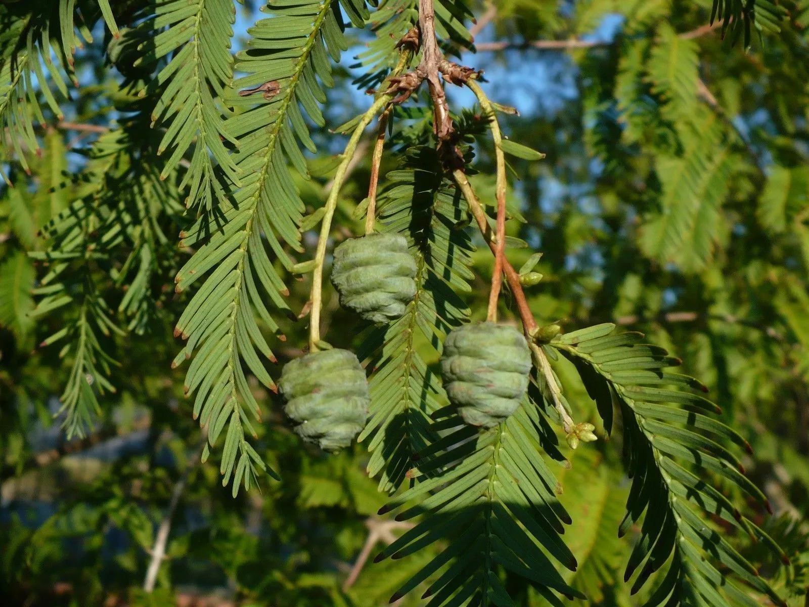 Dawn Redwood 200 Seeds  Metasequoia glyptostroboides  USA Company