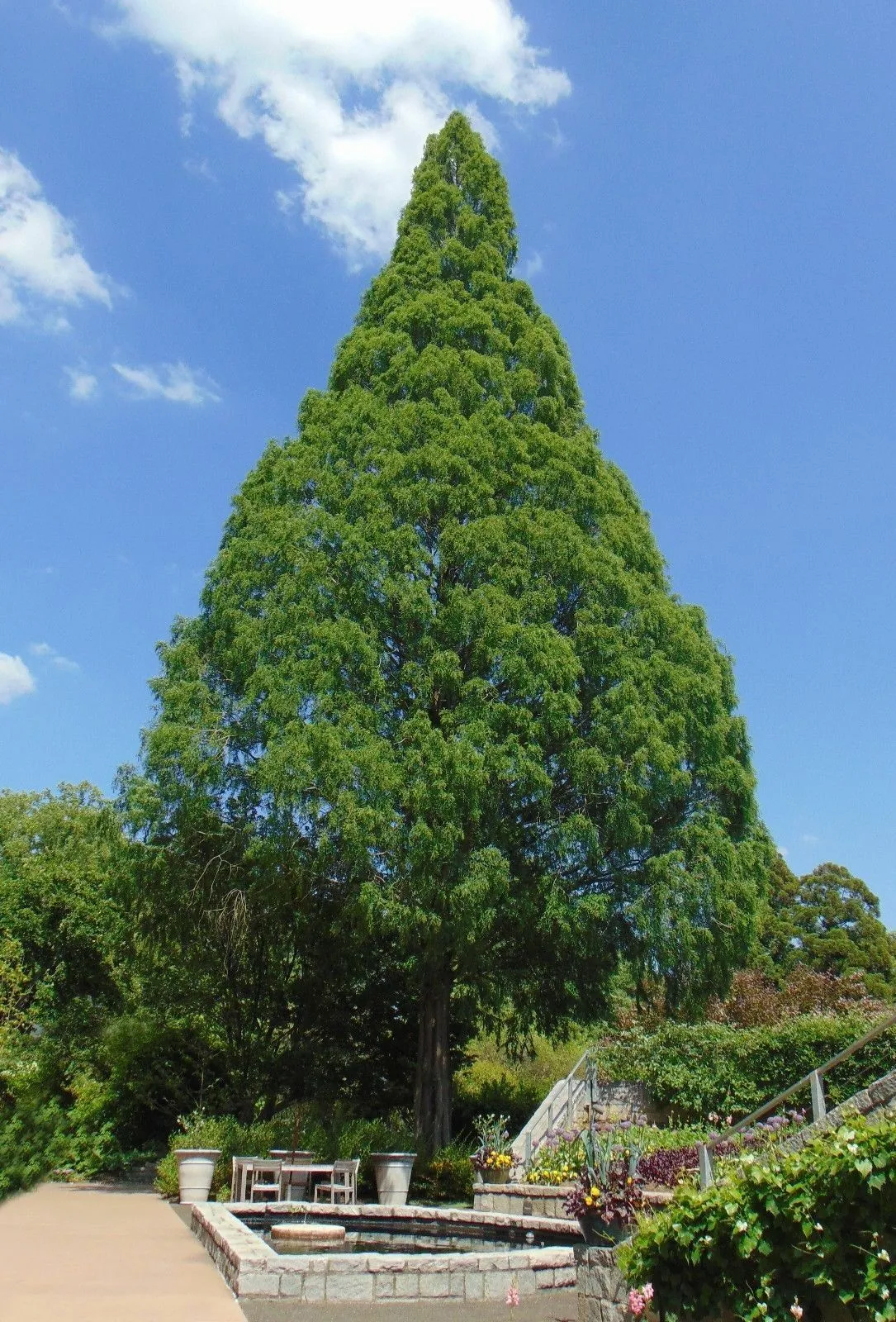 Dawn Redwood 200 Seeds  Metasequoia glyptostroboides  USA Company