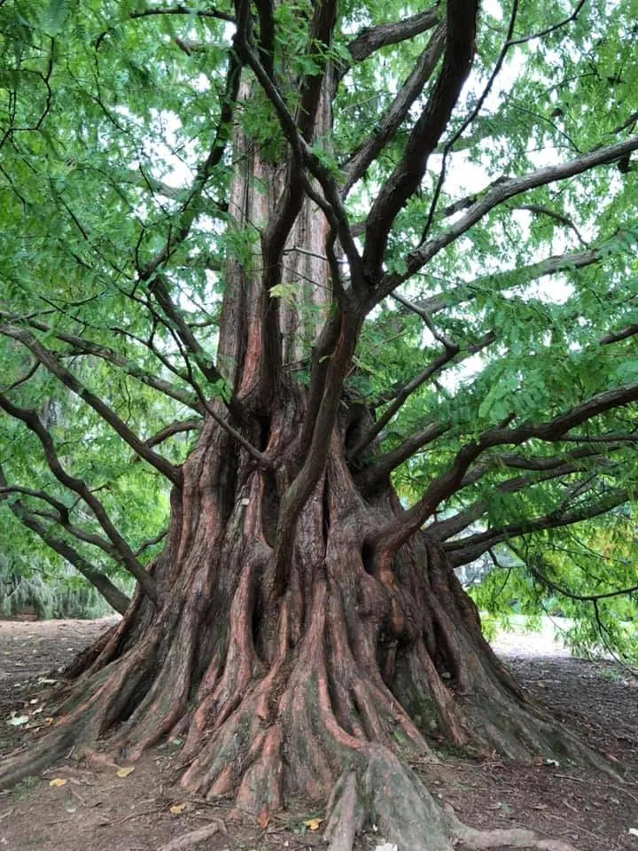 Dawn Redwood 200 Seeds  Metasequoia glyptostroboides  USA Company