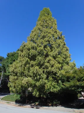 Dawn Redwood 200 Seeds  Metasequoia glyptostroboides  USA Company