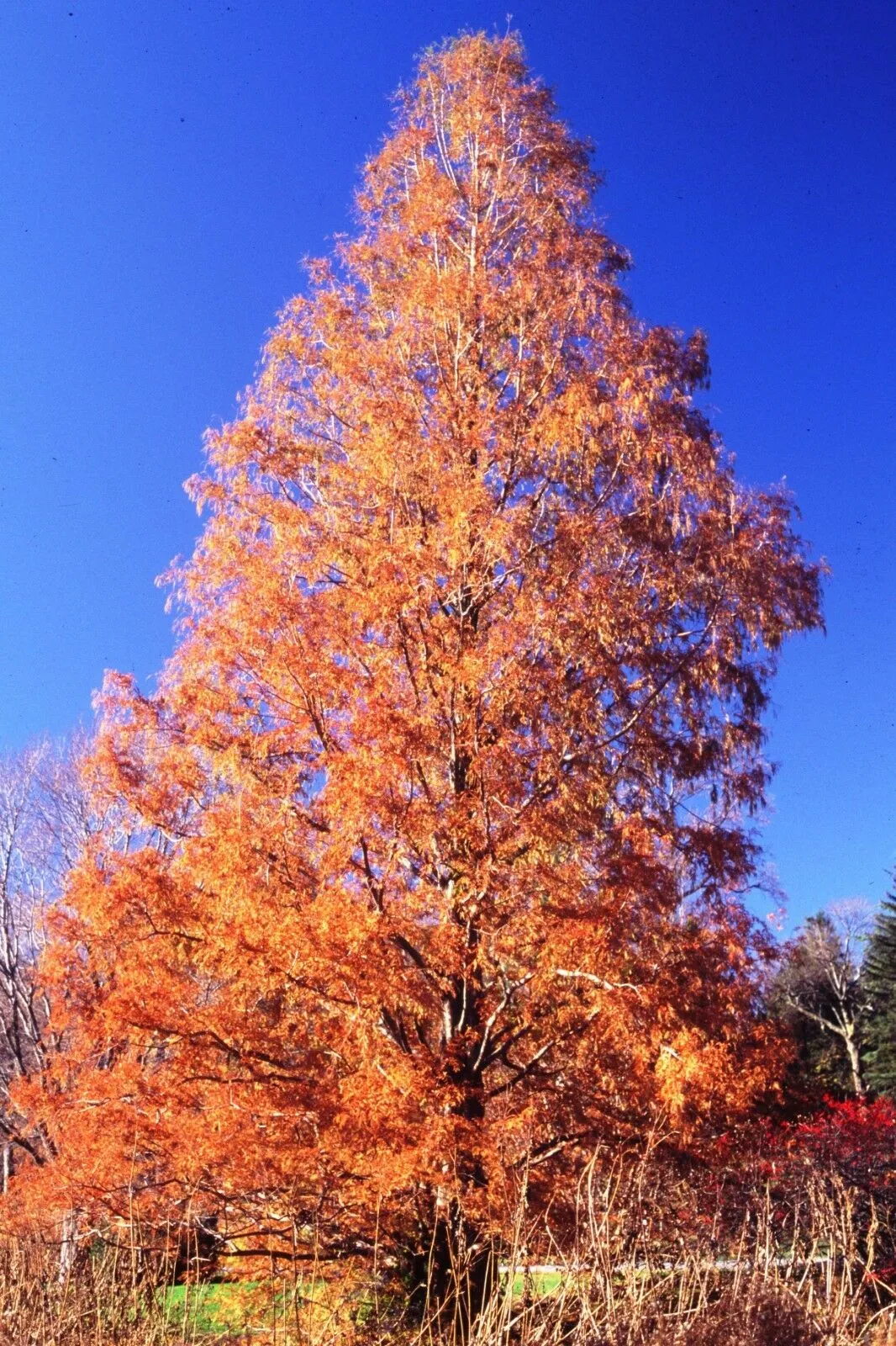 Dawn Redwood 200 Seeds  Metasequoia glyptostroboides  USA Company