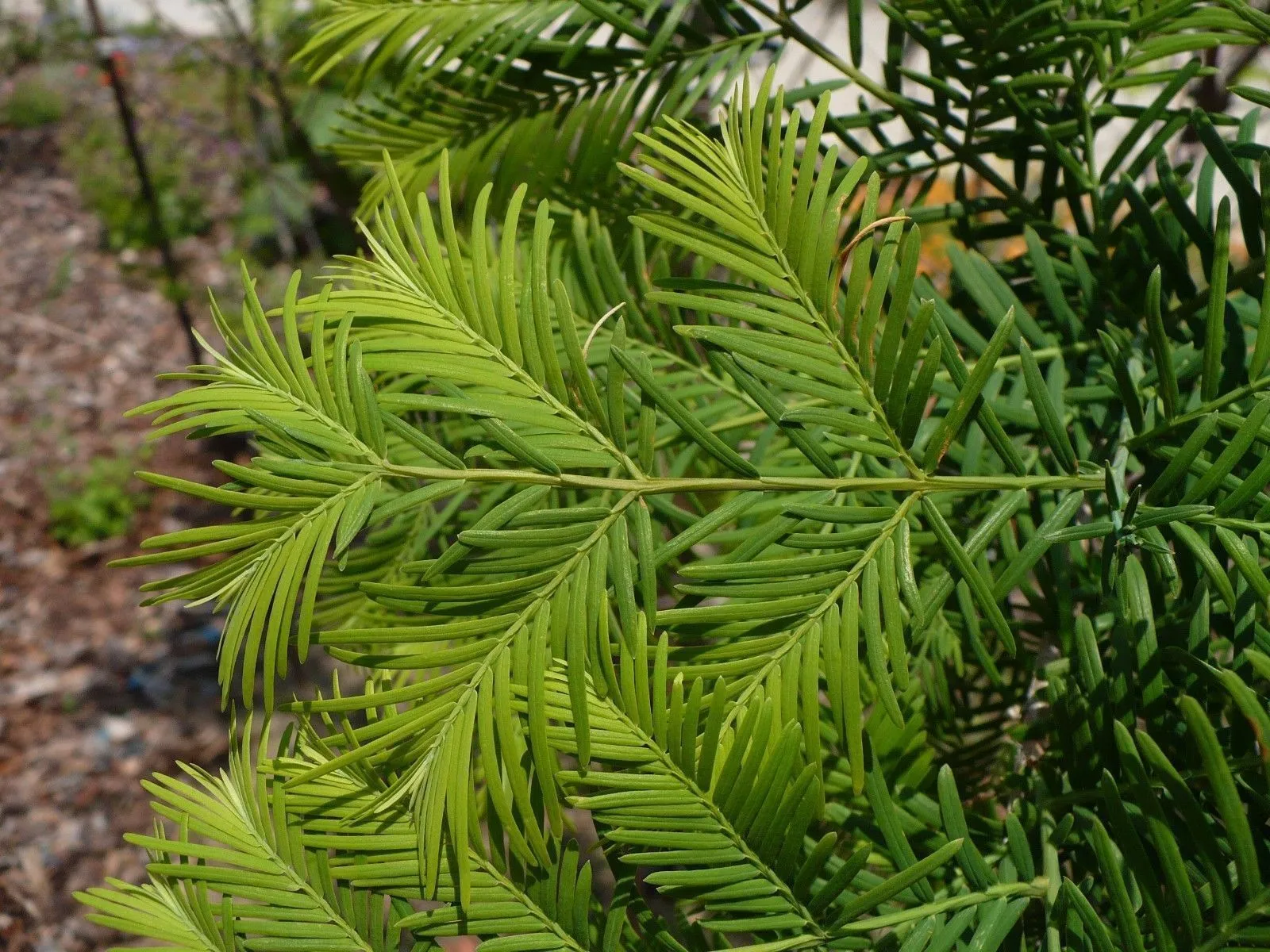 Dawn Redwood 200 Seeds  Metasequoia glyptostroboides  USA Company