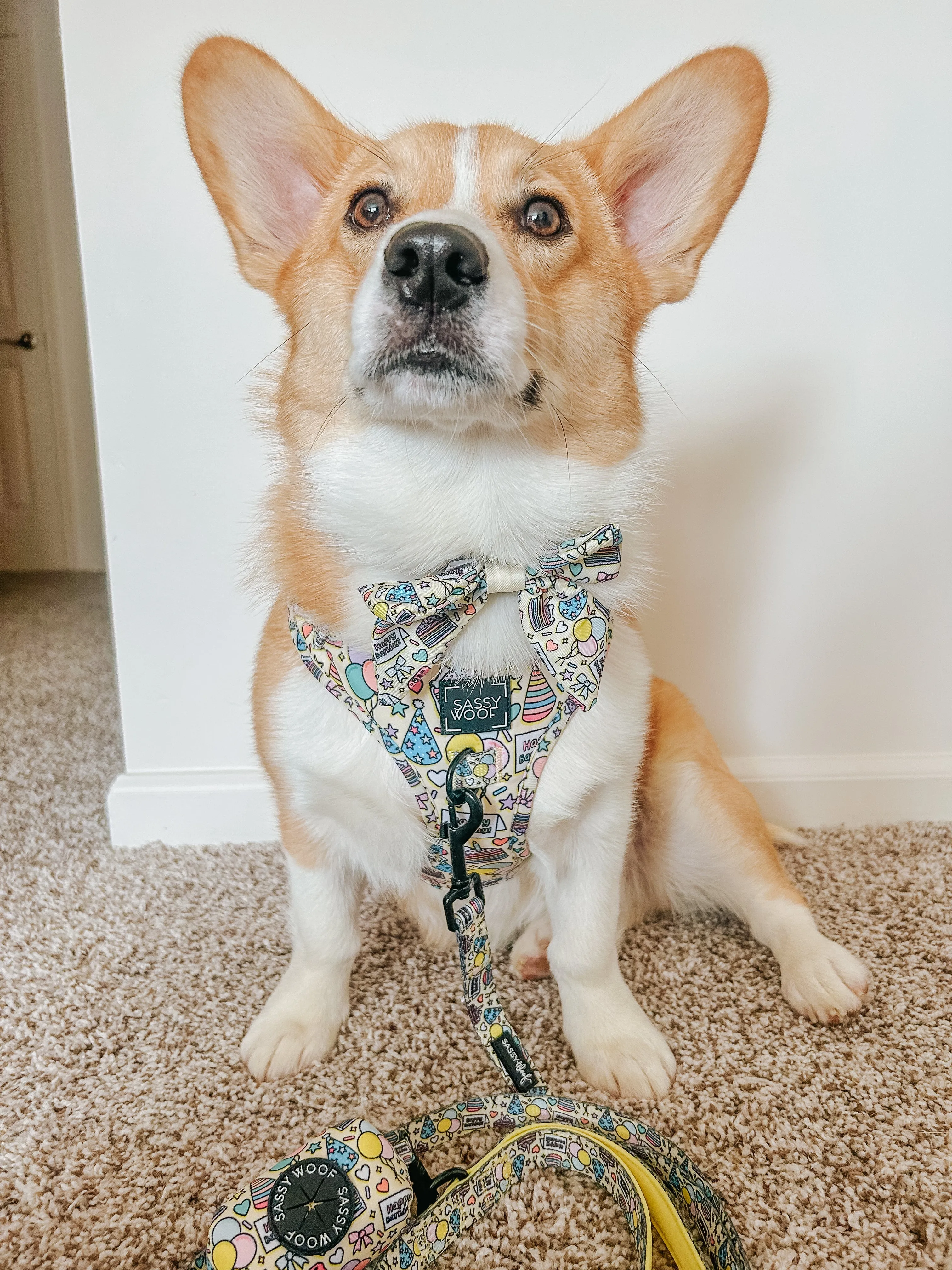 Dog Waste Bag Holder - Raise the Woof
