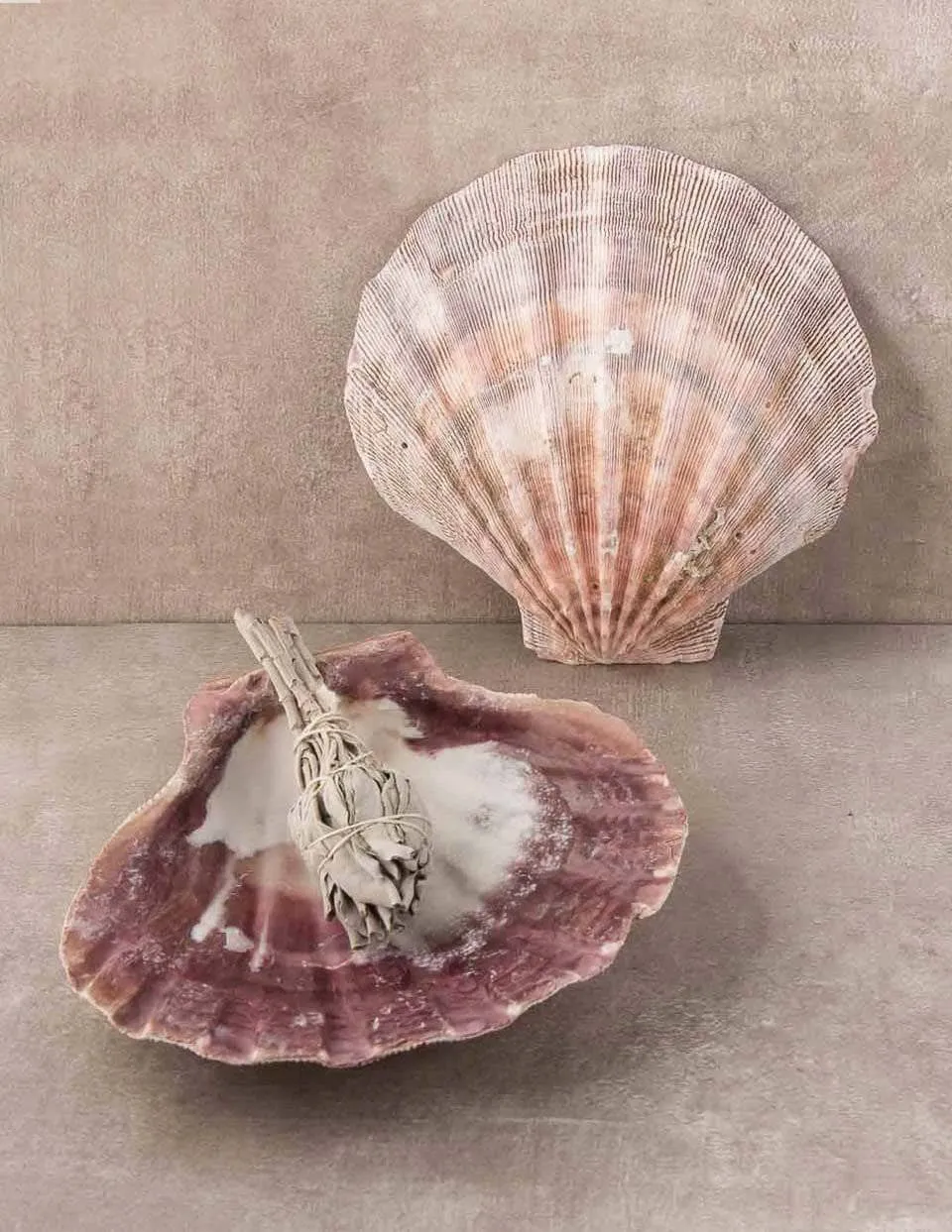 Lion Paw Smudge Shell Set